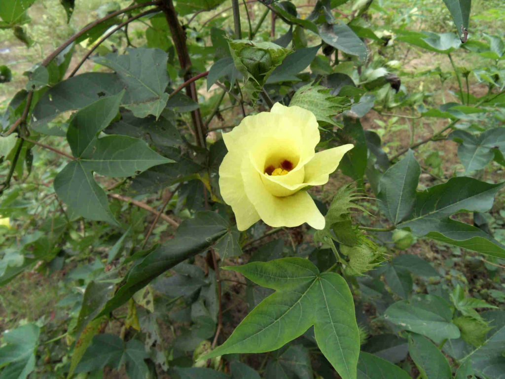 Algodón (Gossypium barbadense)