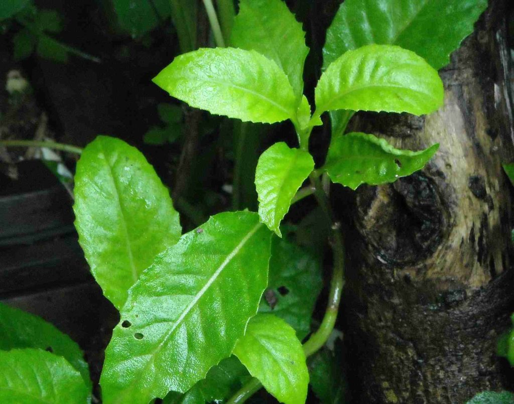 Gynura (Gynura procumbens)