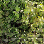 Hierba Dulce (Lippia dulcis)