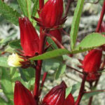 Rosa o Té de Jamaica (Hibiscus sabdariffa)