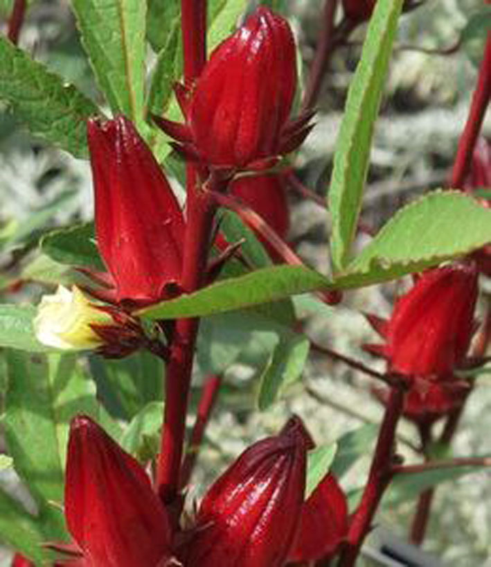 Rosa o Té de Jamaica (Hibiscus sabdariffa)
