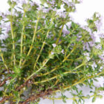 Tomillo (Thymus vulgaris)