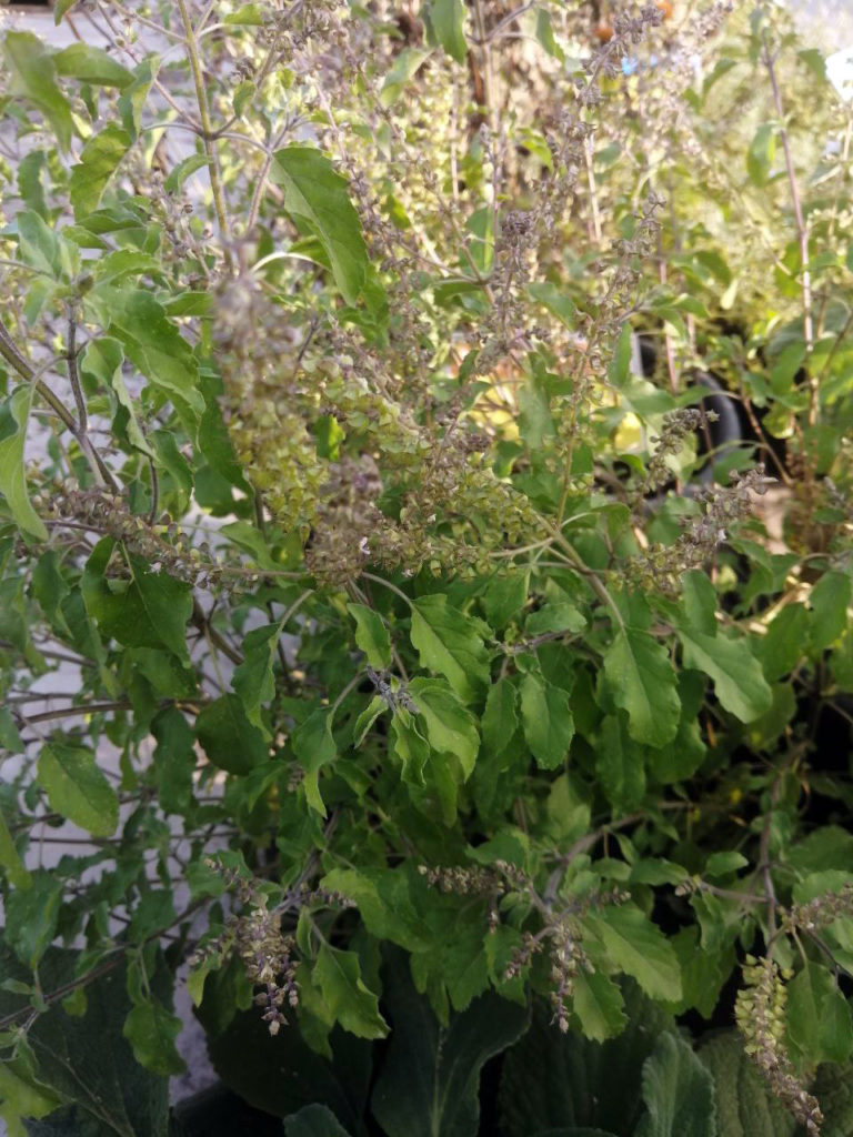 Tulsi, Albahaca Morada (Ocium tenuiflorum)