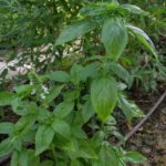 Albahaca (Ocimum basilicum)
