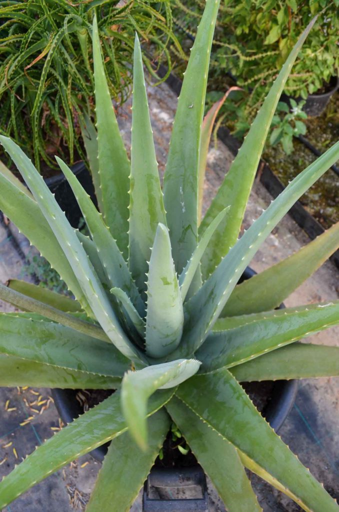 Aloe Vera (Barbadensis, Ferox, Arborescens)