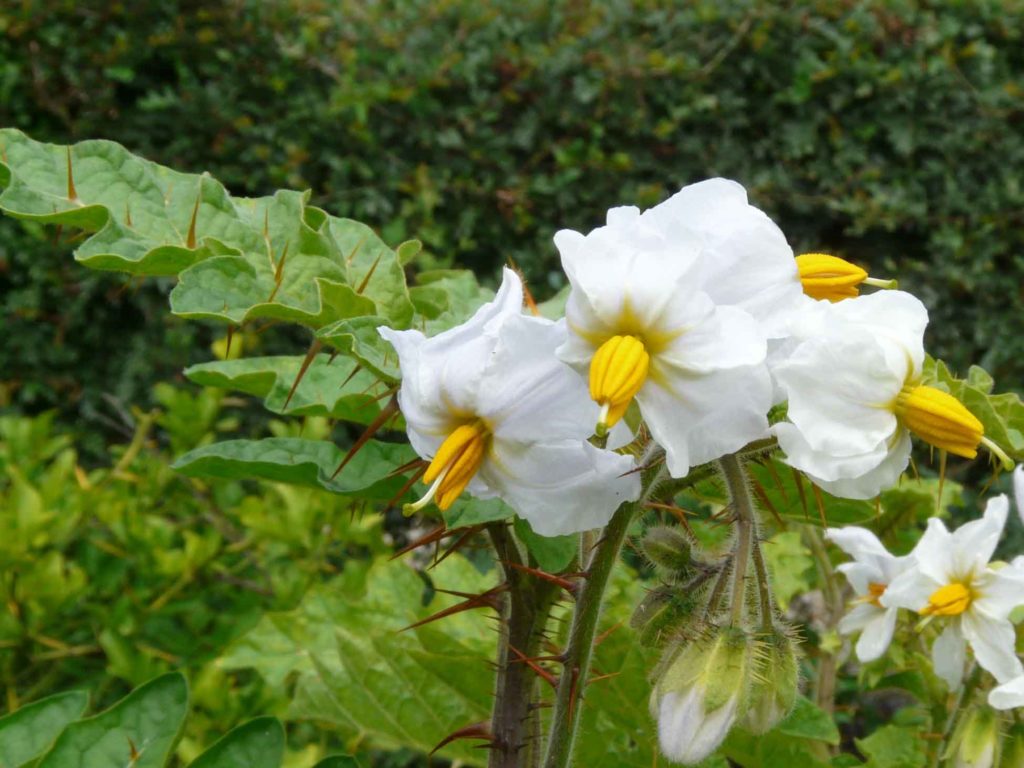 Espina Colorada (Solanum sisymbriifolium)