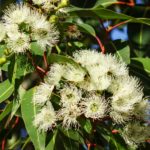 Eucalipto (Eucalyptus globulus labill)