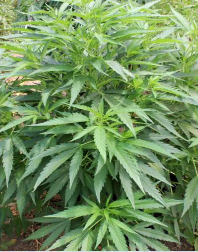 Manual de cultivo del Cannabis terapéutico