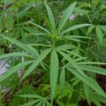 Cáñamo (Cannabis Sativa, Indica, Rudelaris)