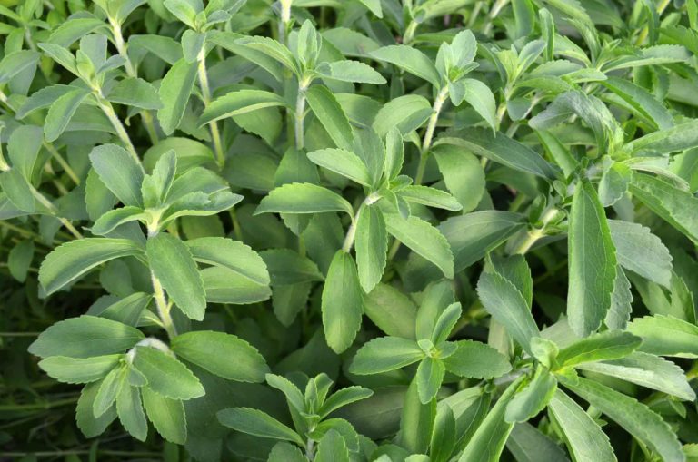 Stevia