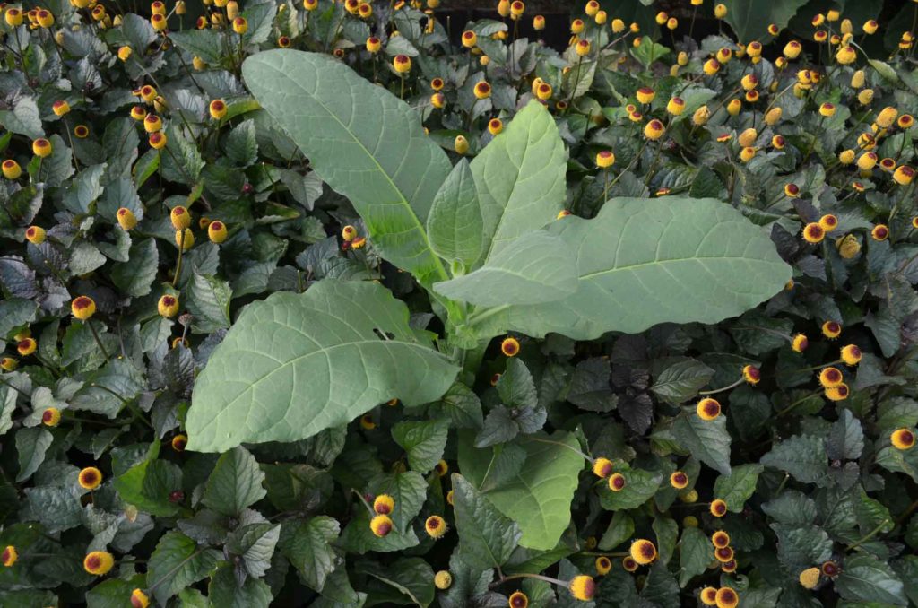 Tabaco (Nicotiana tabacum)