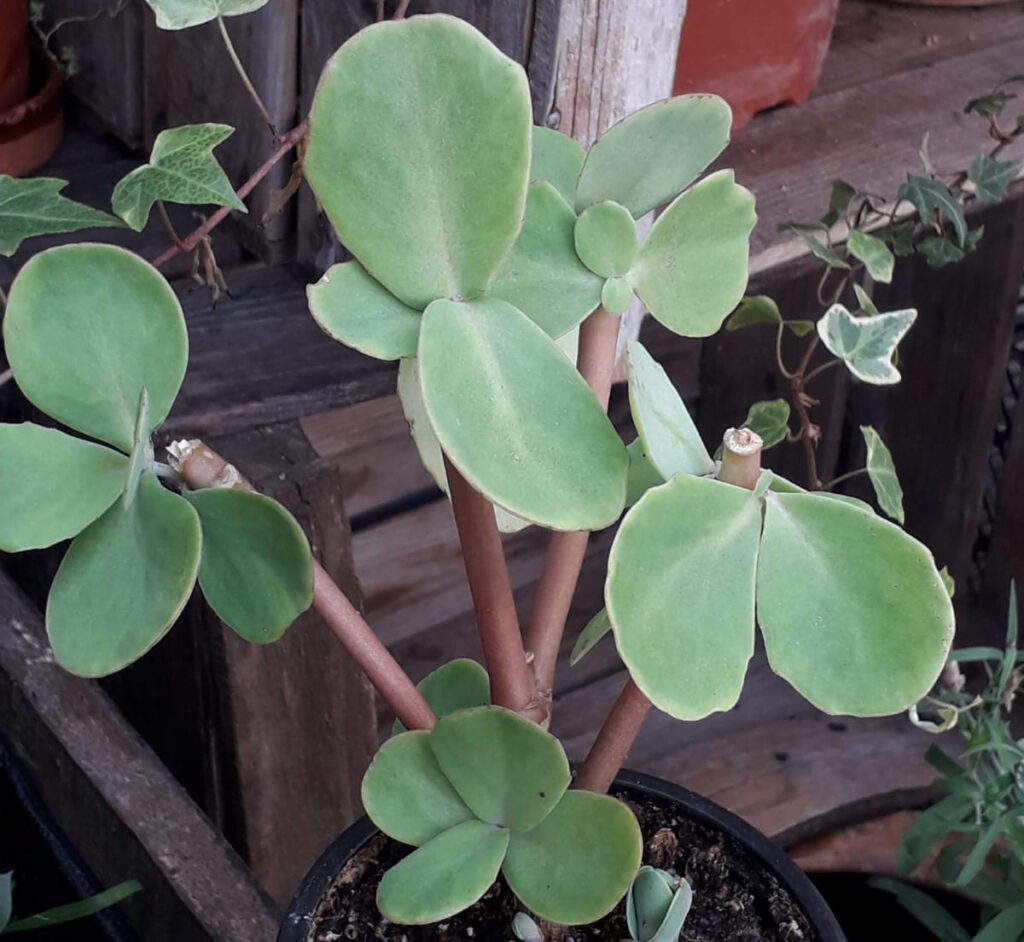 Planta Curalotodo (Sedum telephium)