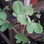 Planta Curalotodo (Sedum telephium)
