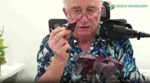 La Perilla es la planta para las alergias, coronavirus… Josep Pàmies